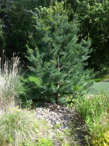 Brennan Landscaping specializes in landscape design, installation, and maintenance